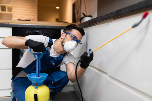 Wasp Removal Services in Socorro, TX