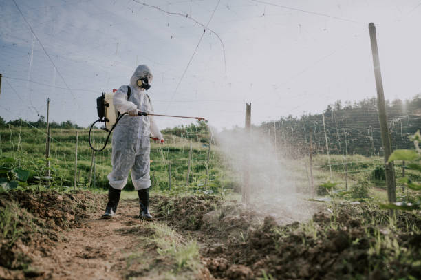 Best Local Pest Control Services  in Socorro, TX
