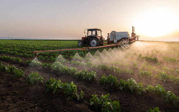 Trusted Socorro, TX Pest Control Experts