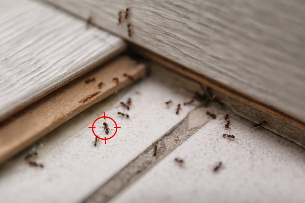 Best Exterminator Services  in Socorro, TX