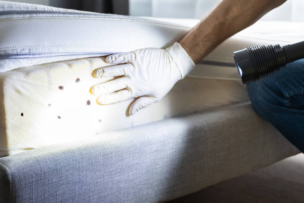 Best Insect Control  in Socorro, TX