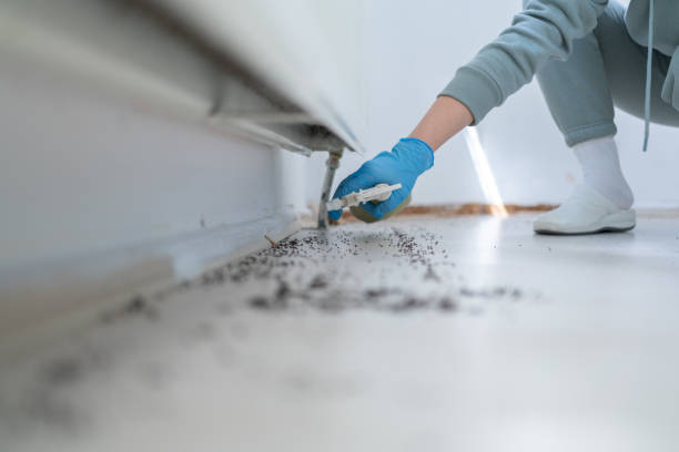 Best Pest Removal Services  in Socorro, TX
