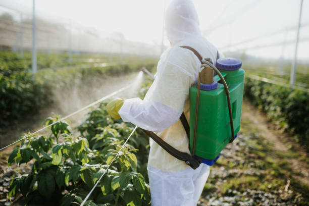Best Pest Prevention Services  in Socorro, TX